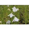 Zvonek broskvolistý 'Takion White' / Campanula persicifolia 'Takion White'