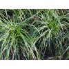 Ostřice ošimenská 'Evergreen' / Carex oshimensis 'Evergreen'