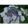 Hortenzie velkolistá 'Libelle' / Hydrangea macrophylla 'Libelle'