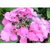 Hortenzie velkolistá 'Blaumeise Pink' / Hydrangea macrophylla 'Blaumeise Pink'