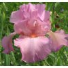 Kosatec německý 'Rosa' / Iris barbata-elatior 'Rosa'