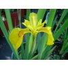 Kosatec žlutý 'Variegata' / Iris pseudacorus 'Variegata'