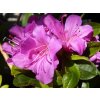 Azalka japonská 'Geisha Purple' / Azalea japonica 'Geisha Purple'