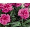 Hvozdík karafiát 'Capitan Aura' / Dianthus caryophyllus 'Oscar®'