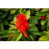 Šalvěj zářivá 'Unica Red' / Salvia splendens 'Unica Red'