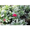 Plamenka drummondova 'Phloxstar Red' / Phlox drummondii 'Phloxstar Red'