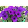 Petúnie 'Violet' / Petunia hybrida Surfinia 'Violet'
