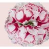 Hvozdík karafiát 'Capitan Marco' / Dianthus caryophyllus 'Capitan Marco'