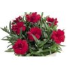 Hvozdík karafiát 'Oscar® Cherry' / Dianthus caryophyllus 'Oscar® Cherry'