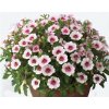 Minipetúnie, Million Bells 'Eyeconic Cherry Blossom' / Calibrachoa hybrida 'Eyeconic Cherry Blossom'