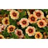 Minipetúnie, Million Bells 'Eyeconic Compact Sunset' / Calibrachoa hybrida 'Eyeconic Compact Sunset'