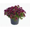 Minipetúnie, Million Bells 'Lia Ametyst Bling'' / Calibrachoa hybrida 'Lia Ametyst Bling'