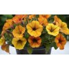 Petúnie 'Petchoa BeautiCal Sunset Orange' / Petunia hybrida 'Petchoa BeautiCal Sunset Orange'