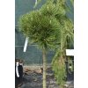 Borovice bělokorá 'Malinki' / Pinus heldreichii 'Malinki'
