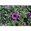 Petúnie 'Sweetunia Purple Gem' / Petunia hybrida 'Sweetunia Purple Gem'