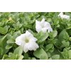 Petúnie velkokvětá 'Musica F1 White' / Petunia grandiflora 'Musica F1 White'