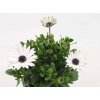 Dvoutvárka 'Margarita White 22' / Osteospermum ecklonis 'Margarita White 22'