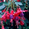 Fuchsie, čílko 'Tom Thumb' / Fuchsia hybrida 'Tom Thumb'