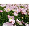 Pupalka 'Siskiyou Pink' / Oenothera speciosa 'Siskiyou Pink'