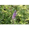 Drmek obecný 'Pink Pinnacle' / Vitex agnus castus 'Pink Pinnacle'