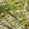 Kostřava červená / Festuca rubra