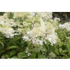 Hortenzie latnatá 'Phantom' / Hydrangea paniculata 'Phantom'