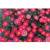 Kopretina pařížská 'Aramis Wine Red' / Argyranthemum frutescens 'Aramis Wine Red'