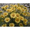 Kopretina pařížská 'Aramis Sun' / Argyranthemum frutescens 'Aramis Sun'