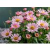 Kopretina pařížská 'Aramis Girly Pink' / Argyranthemum frutescens 'Aramis Girly Pink'