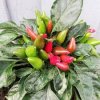 Paprika chilli 'Yvona' / Capsicum annuum 'Yvona'