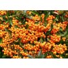 Hlohyně šarlatová 'Orange Charmer' / Pyracantha coccinea 'Orange Charmer'