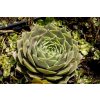 Netřesk 'Feldmaier' / Sempervivum 'Feldmaier'