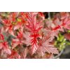 Tavola kalinolistá 'Lady in Red' / Physocarpus opulifolius 'Lady in Red'