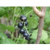 Rybíz černý 'Viola' / Ribes nigrum 'Viola'