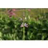 Šalvěj luční 'Eveline' / Salvia pratensis 'Eveline'