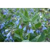 Kostival 'Hidcote Blue' / Symphytum grandiflorum 'Hidcote Blue'
