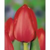 63813 tulipan darwin hybrid red impression tulipa darwin hybrid red impression cibule baleni 10 ks