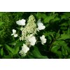 64392 2 hortenzie latnata unique hydrangea paniculata unique kontejner o objemu 10 litru velikost 60 80 cm