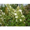 64404 1 hortenzie latnata kyushu hydrangea paniculata kyushu kontejner o objemu 10 litru velikost 60 80 cm