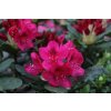 64614 penisnik nova zembla rhododendron t nova zembla kontejner o objemu 12 litru velikost 60 80 cm