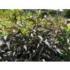64686 1 bez cerny black tower sambucus nigra black tower kontejner o objemu 12 litru velikost 80 100 cm