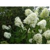 65082 1 hortenzie latnata limelight hydrangea paniculata limelight kontejner o objemu 15 litru velikost 100 125 cm