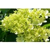 65082 2 hortenzie latnata limelight hydrangea paniculata limelight kontejner o objemu 15 litru velikost 100 125 cm