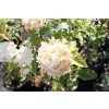 65082 hortenzie latnata limelight hydrangea paniculata limelight kontejner o objemu 15 litru velikost 100 125 cm