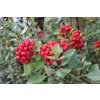 65592 hlohyne sarlatova red column pyracantha coccinea red column kontejner o objemu 1 5 litru velikost 40 60 cm