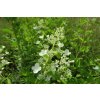66066 hortenzie latnata kyushu hydrangea paniculata kyushu kontejner o objemu 2 litry