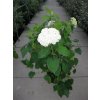66090 3 hortenzie stromeckovita annabelle hydrangea arborescens annabelle kontejner o objemu 2 litry