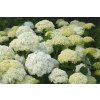66090 hortenzie stromeckovita annabelle hydrangea arborescens annabelle kontejner o objemu 2 litry