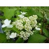 66099 5 hortenzie latnata levana hydrangea paniculata levana kontejner o objemu 2 litry