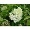 66111 1 hortenzie latnata grandiflora hydrangea paniculata grandiflora kontejner o objemu 2 litry